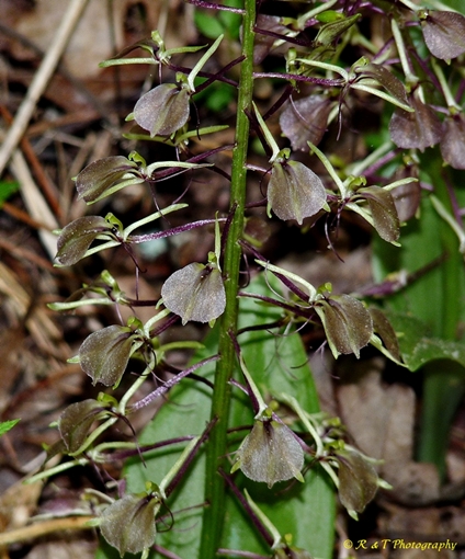 {Liparis liliifolia}